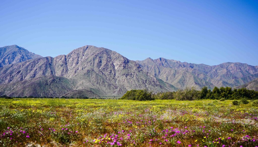 Mountain ranges and stretches of wildflower meadows amidst the desert at the Anza Borrego campsite.