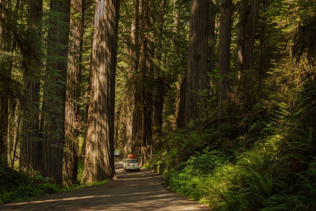 Car driving down dirt road through ancient giant trees at best camping spots in california.