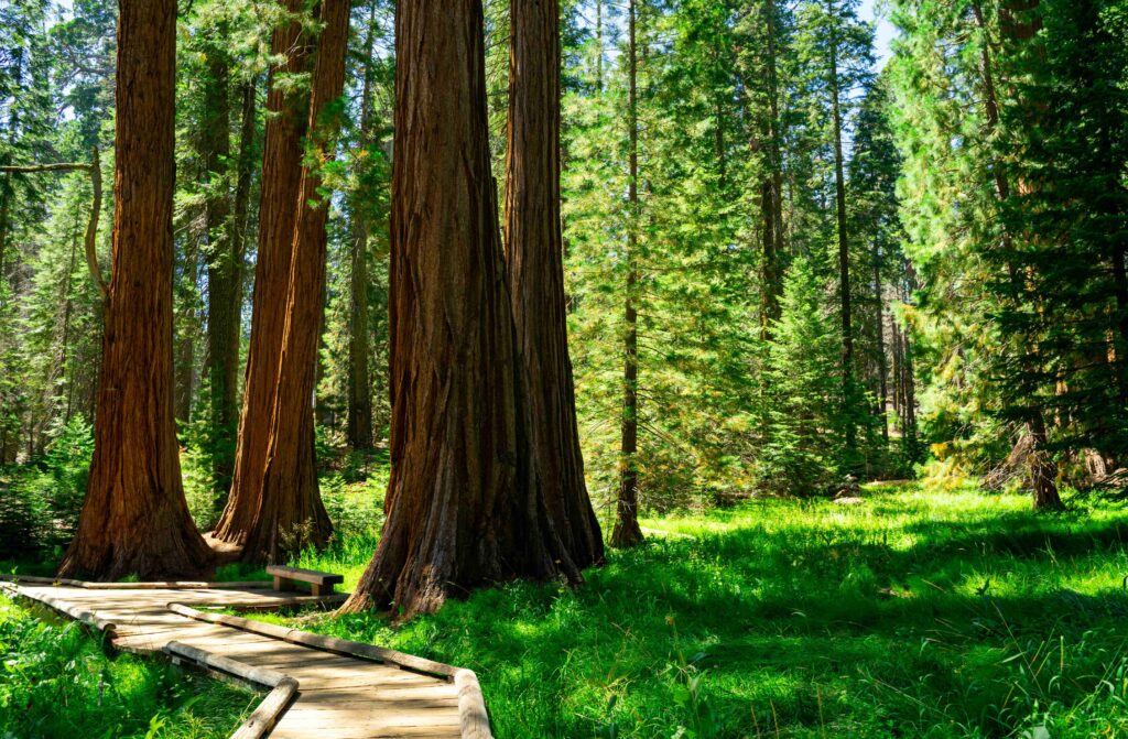 Wooden boardwalk path through giant sequoia trees at sequoia national park campgrounds.