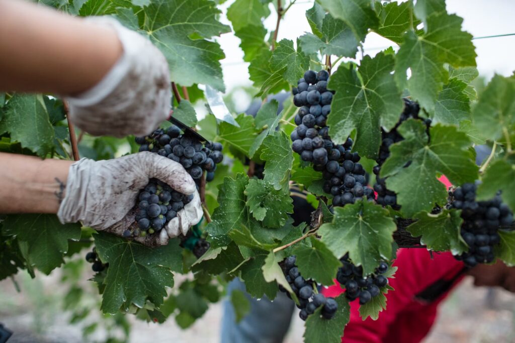 Gloved hands carefully harvesting ripe black grapes from green vines.