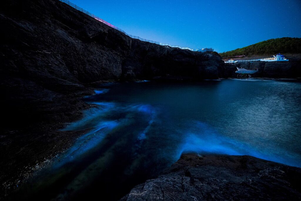 Long-exposure shot showing waves glowing with a bright blue neon light along a dark, rocky shoreline at night.