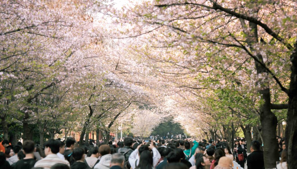 Large crowds under cherry blossoms.
