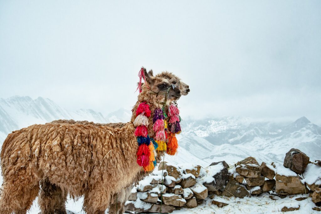 Domesticated alpaca wearing colorful Andean tassels, showing peru culture and traditions.