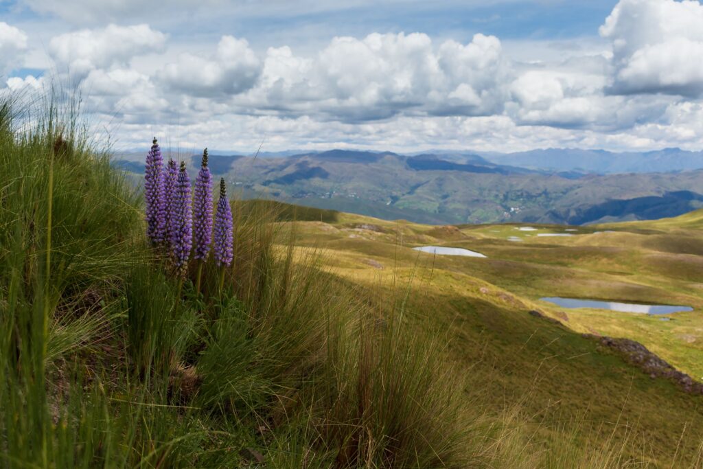 High altitude green valley and wild flowers in the mountains during ideal time to travel to Peru.