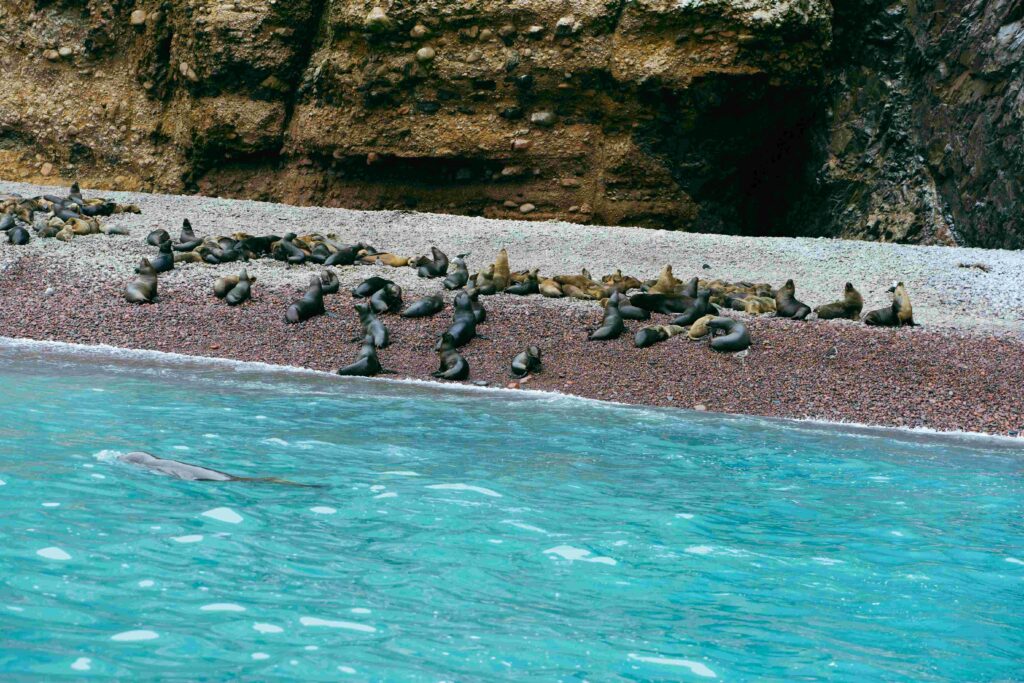 Colony of sea lions resting on a pebbled beach in Paracas during the best months to visit Peru.