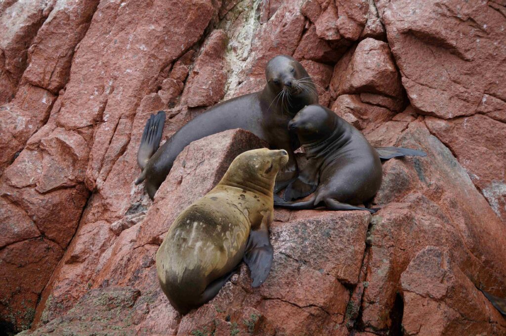 Sea lions resting on red coastal rocks at Ballestas Islands marine reserve in Peru.