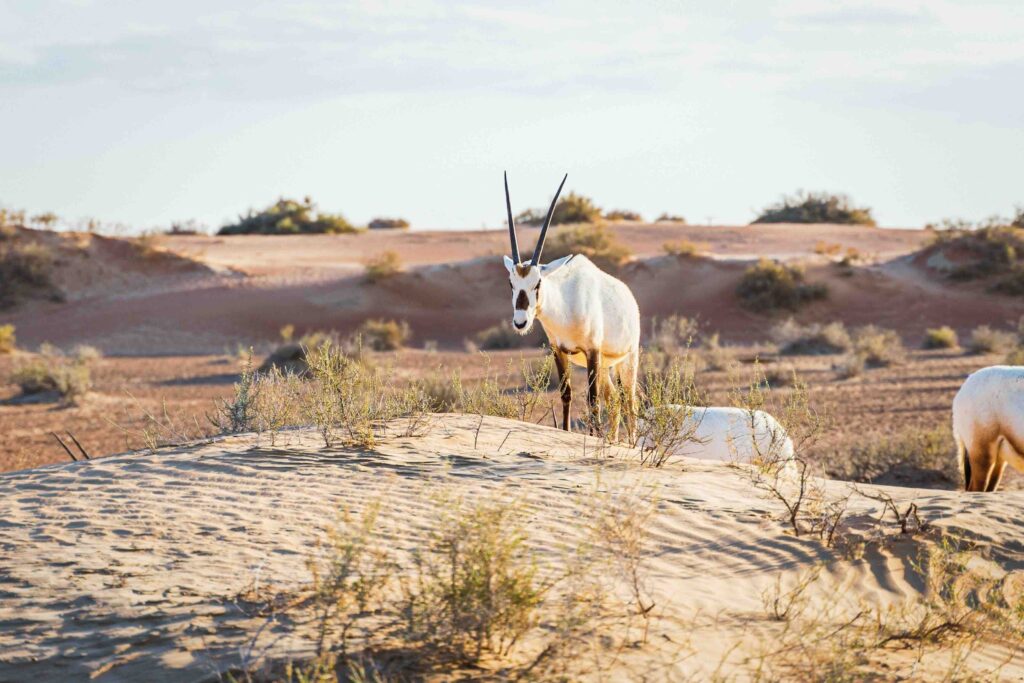 White Arabian oryx standing on golden sand dunes, listed among top places in dubai for eco-nature lovers.