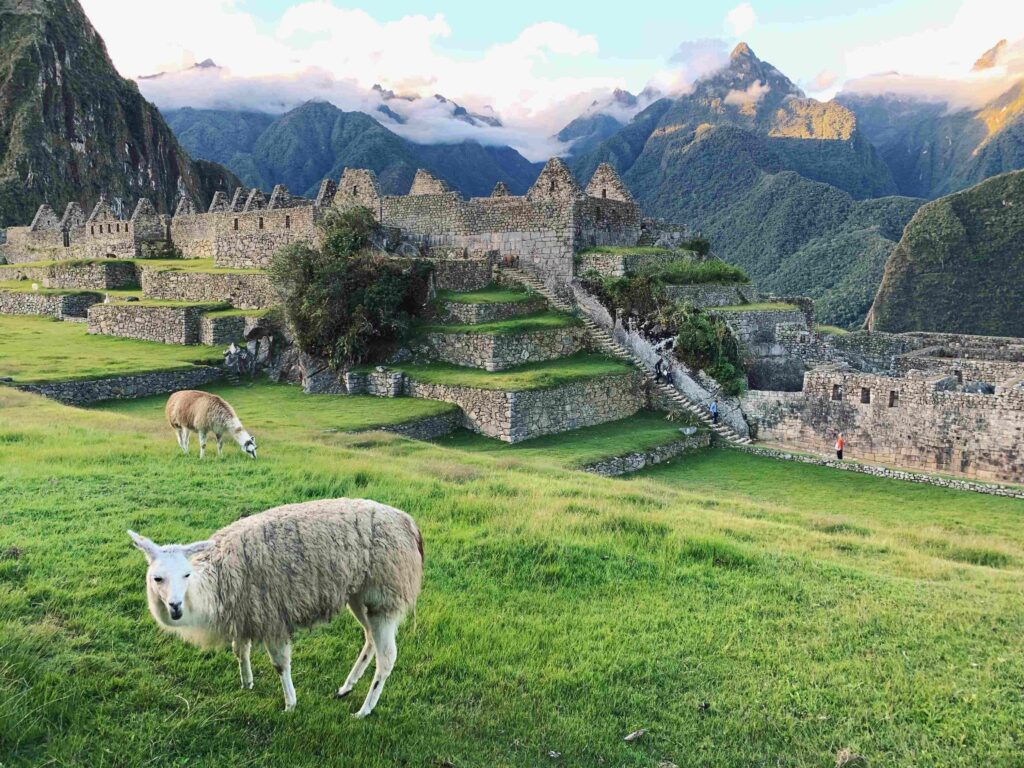 Llamas grazing on green terraces along circuit 2, best time to go to machu picchu.