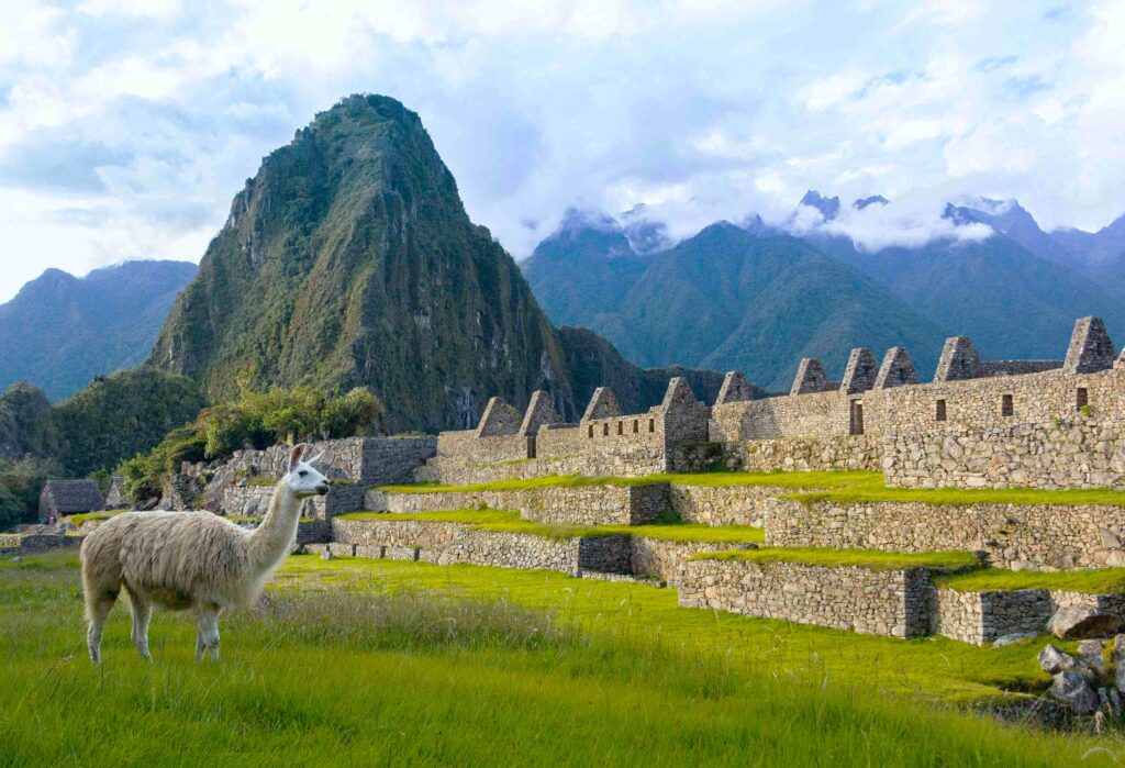 19 Unmissable Things to Do in Peru (2026): Landmarks & Adventures Llama grazing near ancient stone ruins at Machu Picchu highlighting things to do in Peru.