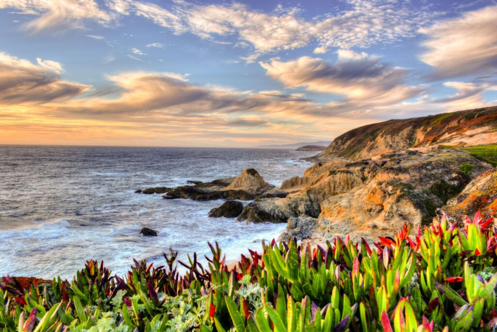 Succulents on rocky coastal cliff above Pacific waves at coastal tent camping.