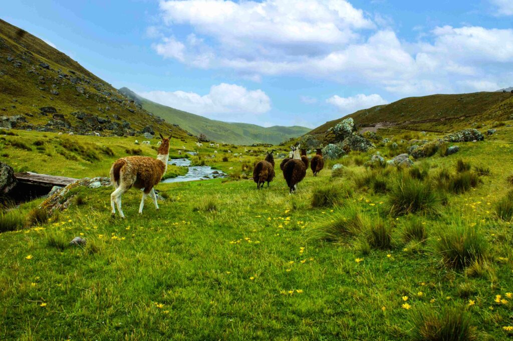 Llamas roaming on a green mountain pasture in Cusco representing the best time to go to Peru.