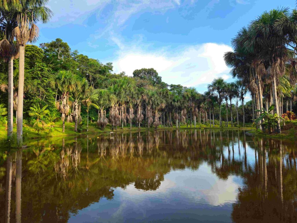 Quiet tropical lagoon surrounded by palm trees reflecting clouds for Peru weather guide.