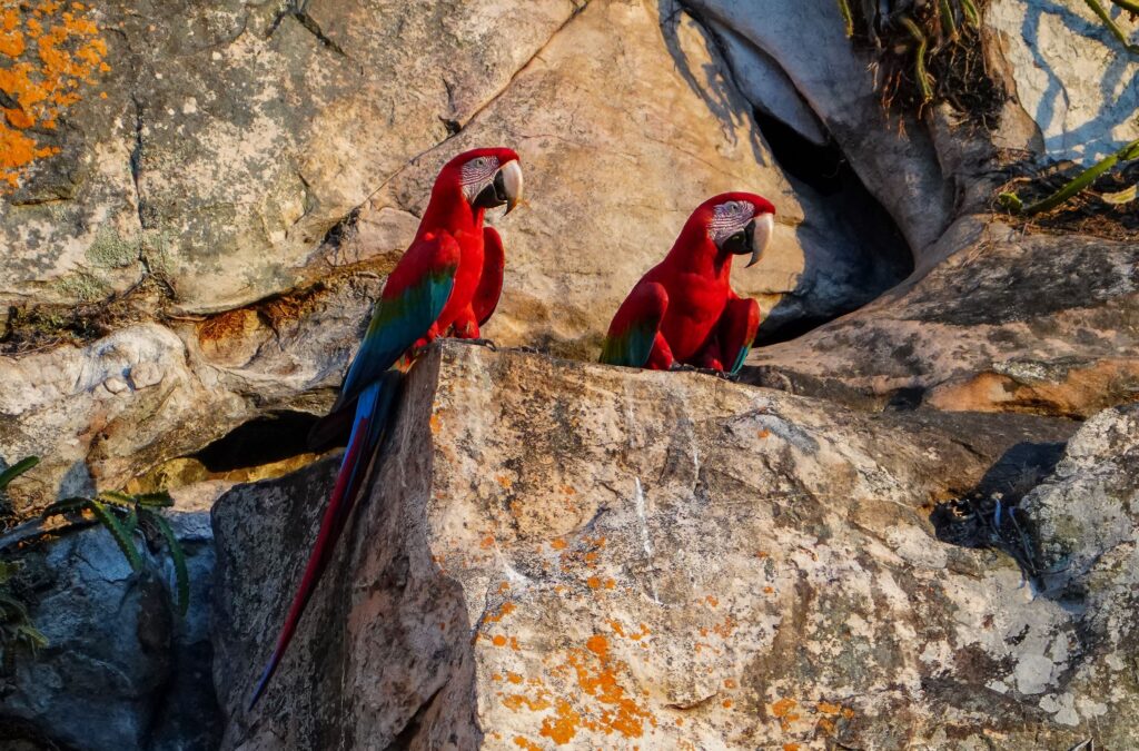Two colorful red macaw parrots perched on a rock wall in Tambopata Reserve, Peru.